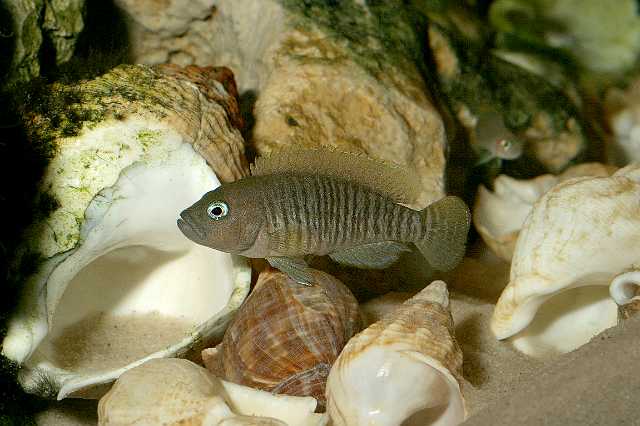 FH_CI_TA_019(Neolamprologus multifasciatus).JPG